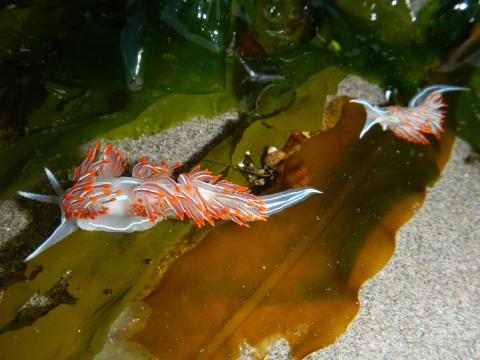 Two Opalescent Nudibranchs crawl on some kelp on the bottom of a sandy tidepool