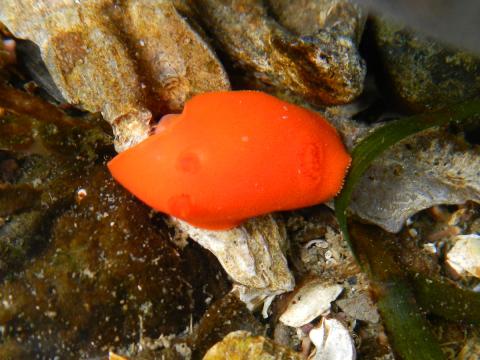 A Red Sponge Dorid moves around underwater and you can seee its rhinophores and gills