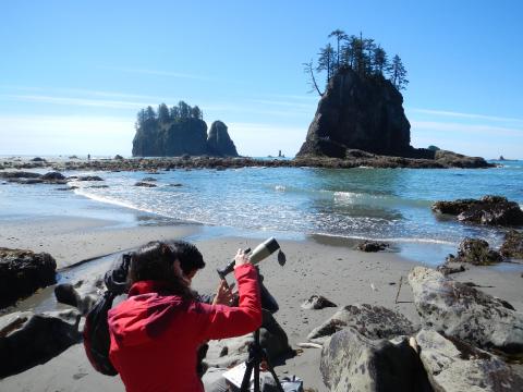 Two people stand on the beach with a spotting scope looking at offshore islands and seastacks on a sunny day on an Olympic National Park beach