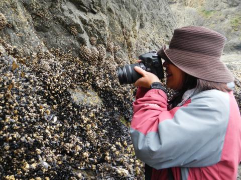 A woman gets a close up photo of the diversity of marine invertebrates on the side of a rocky island at low tide in Olympic National Park