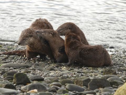 A family of four river otters, mom and three kits, rest closely on a rocky shore grooming eachother 