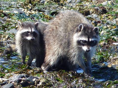A family of raccoons, mom and a juvenile, search with their hands in an intertidal area during a low tide for food