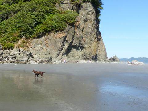 A dog is show off-leash on Ruby Beach and after this photo was taken this same dog chased a marine mammal while the owner was fishing