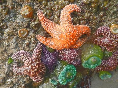 Different color common sea stars show some of the range of color for this species, pictured are a large orange star and smaller brown and purple stars as well as anemones and a small camouflaged six-armed stars
