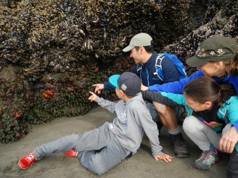 A family sits or kneels on the ground in order to point to sea stars which are usually low on intertidal boulders like the one pictured in Olympic National Park