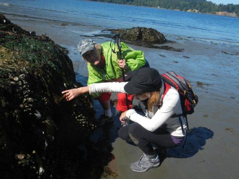 Two people bend down to search under kelp in search of sponges, nudibranches, giant barnacles, crabs, and other small cryptic intertidal animals