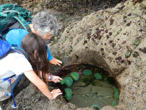 Two people lean in to look closer into an idyllic tidepool with giant green anemones and other marine invertebrates and seaweed attached to the rocks