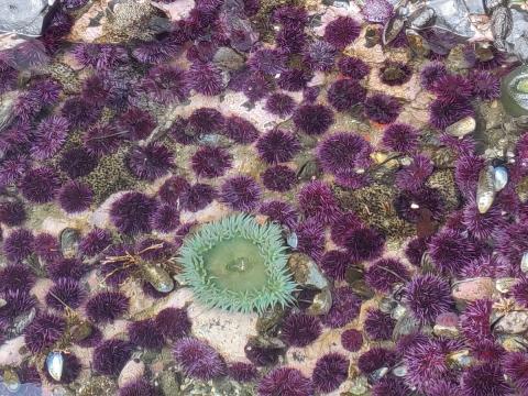 A tidepool with over one hundred purple urchins and one Giant Green Anemone shows how urchins have exploded with the extirpation of predatory sea stars