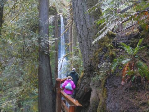 Two hikers on a popular Olympic National Park trail towards Marymere Falls with Old Douglas Firs and Sword Ferns