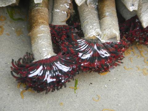 The feeding feather-like tentacles are shown extended from the tubes of Northern Feather-duster Worms 