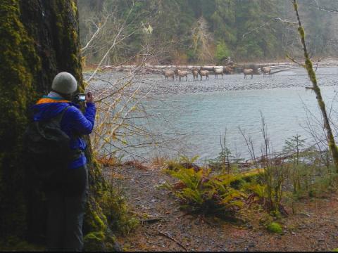 A hiker hides behind a huge conifer tree and takes a photograph of a herd of Roosevelt Elk on the other side of the Hoh River