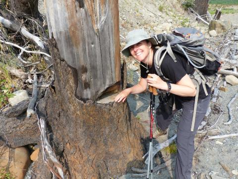 Guide Carolyn showing a springboard notch on a stump that was underwater for around 100 years and exposed after the Elwha Dam Removal
