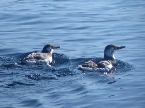 Two non-breeding Common Murres are swimming together in the Port Angeles harbor and resemble penguins