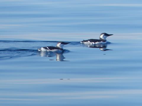 Two Common Murres are shown swimming together in non-breeding plumage
