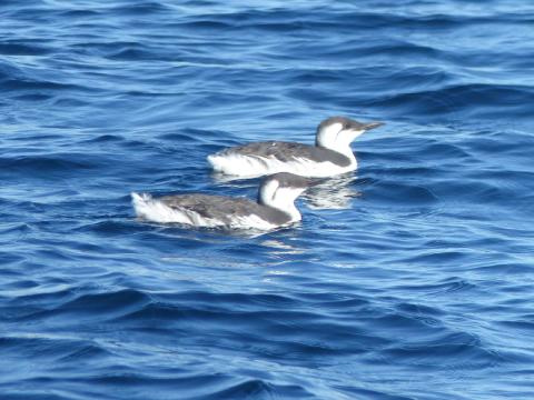 Two Common Murres swimming close together, their black and white plumage and long bills make them look similar to penguins