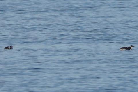 Two Marbled Murrelet seen at a distance that look like footballs on teh water with no neck