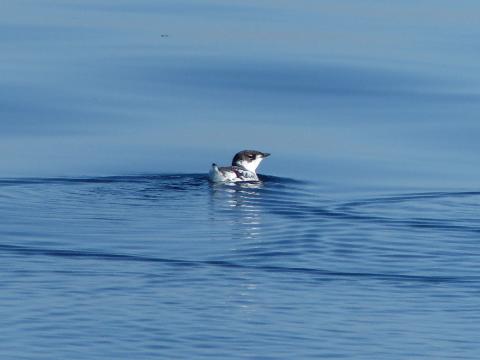 A Marbled Murrelet shown in non-breeding plumage swimming has a black cap, contrasting with a white neck, and black and white on its small compact body