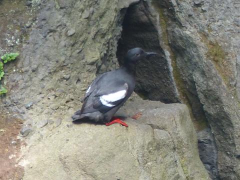 Pigeon Guillemot resting on a rock ledge in its summer mostly all black plumage with white wings as seen from Cape Flattery