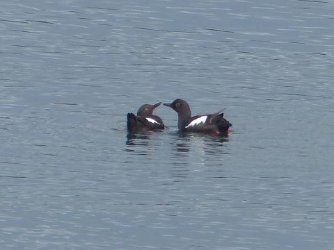 Two breeding plumage Pigeon Guillemots interact with each other almost creating a heart with their bills, necks, and bodies