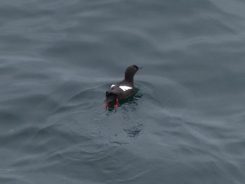 A Pigeon Guillemot is shown in breeding plumage as an all black bird with contrasting white wings