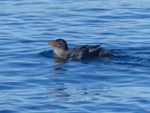 A non-breeding Rhinocerous Auklet, which is closely related to puffins, is all gray with a lighter belly, and bulbous orange bill