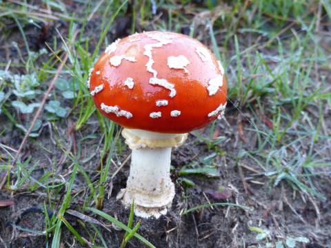A young button Amanita muscaria is shown with a brilliant red cap