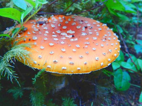 Just the cap if shown of an Amanita muscaria with fairly evenly spaced white poka dots on the red and orange cap