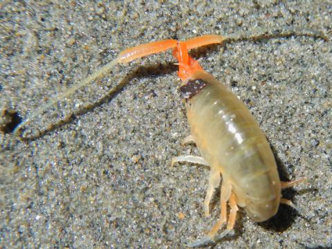 The California Beach Hopper pictured has a curved brown body for hopping and large red antennae