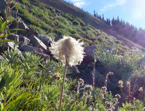 Western Pasqueflower seedhead backlit by the sun on a rocky slope with the sky in the background