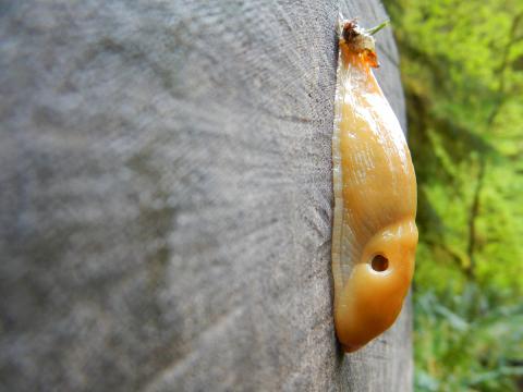 A Banana Slug with its external breathing hole (pneumostome) open hides its head in its mantle as it rests on the side of a cut log