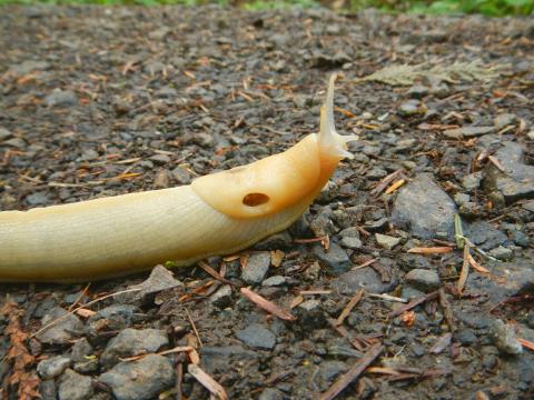 A close up of a yellow banana slug with its breathing hole open on its mantle moving across a trail