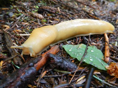 A yellow banana slug is shwon on the forest floor with its tentacles and eyestalks out