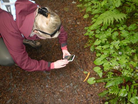 A tour participant takes a moment to get a closeup photo of a banana slug on the trail with her camera phone