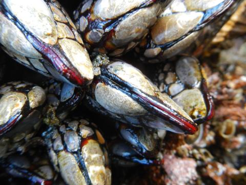 Close up of Good Barnacles showing the white scales and red and black color on the penduncle