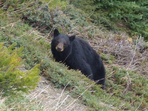 A young Black Bear looks up from grazing on a steep slope at Hurricane Ridge
