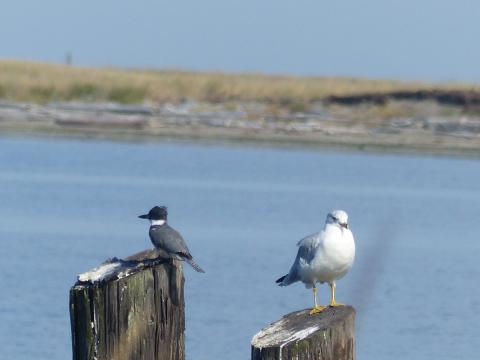 A Belted Kingfisher and a gull perch on separate pilings with the Dungeness Spit in the background