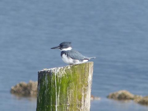 A male Belted Kingfisher is smaller than a female and lacks rufous color on the breast and sides