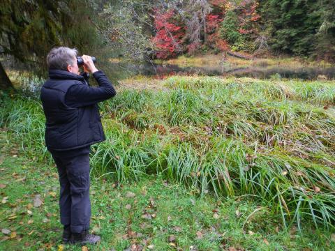 A Birder looks through binoculars at a wetland complex in the Hoh Rainforest that has breeding Wood Ducks and Hooded Mergansers