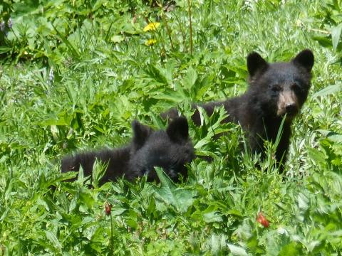 Two small Black Bear cubs are grazing in a lush subalpine meadow where the plants are as tall as they are