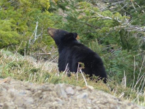 A young Black Bear lifts its nose to smell from further upslope at Hurricane Ridge