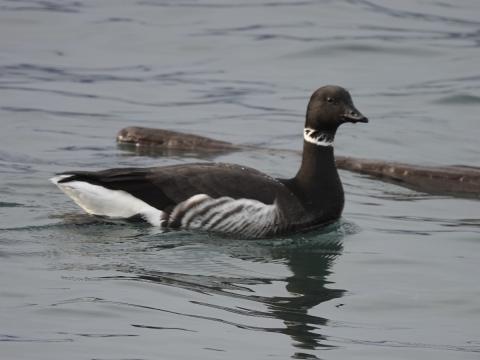 A Brandt's Goose is a small beautiful goose with a white necklace that contrasts with its black body