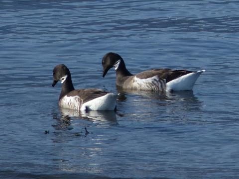 A pair of Brant, which are black white and gray birds with a white collar around their neck pictured swimming