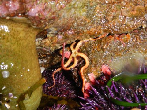 A Brittle Star is shown hanging on by two rays from a crack in a rock, also pictured are purple urchins
