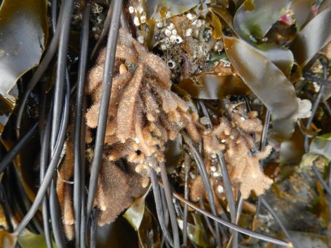 Branched-spine Bryozoan looks like a fleshy seaweed that is branched and is surrounded by kelp and other intertidal creatures