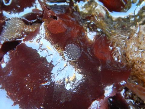 Kelp Encrusting Bryozoan looks like a white circular growth on piece of red seaweed