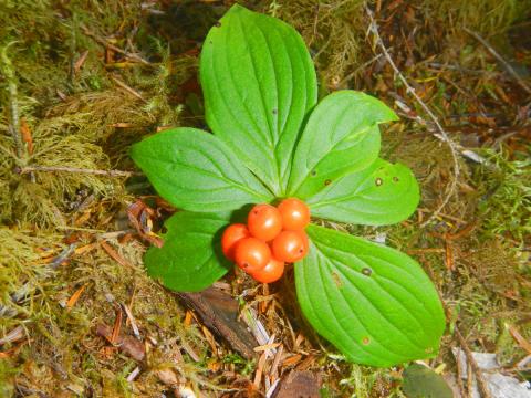 Bunchberry shown here later in the season with bright red berries that are not for eating