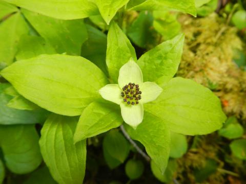 Bunchberry is in the dogwood family and pictured is the white flower
