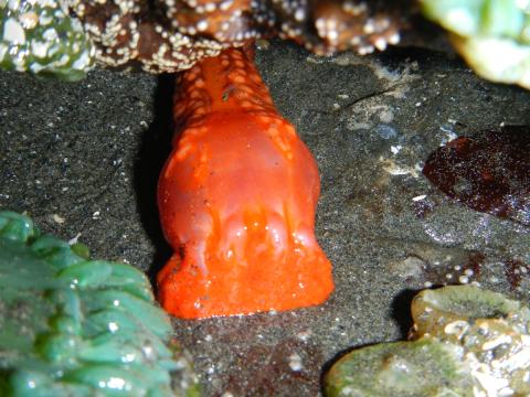 An Orange Sea Cucumber with exposed tentacles is reaching out from under a rock next to anemones at low tide