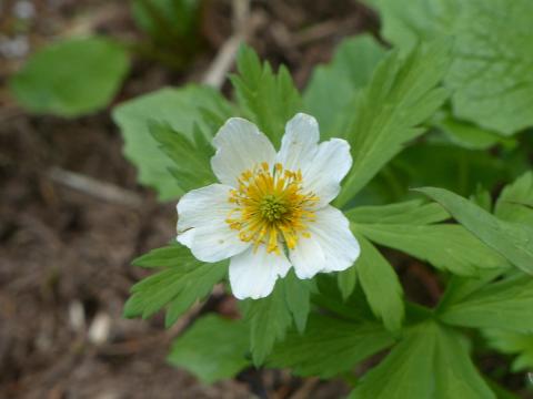 A white buttercup is pictured in the Sol Duc Valley
