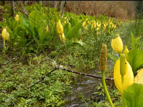 Swamp lantern or Skunk Cabbage blooms in the early spring and occur in wetland areas like this one on the Elwha River